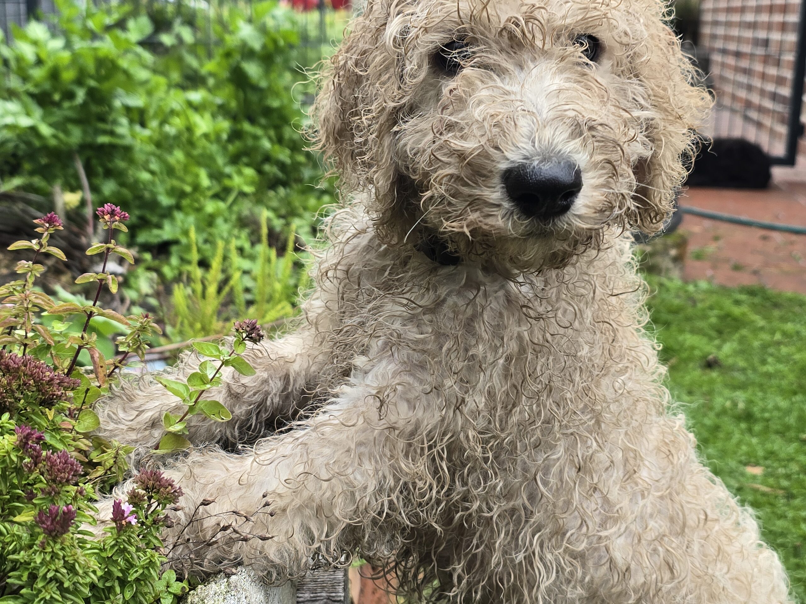 Olympische Wasserspiele