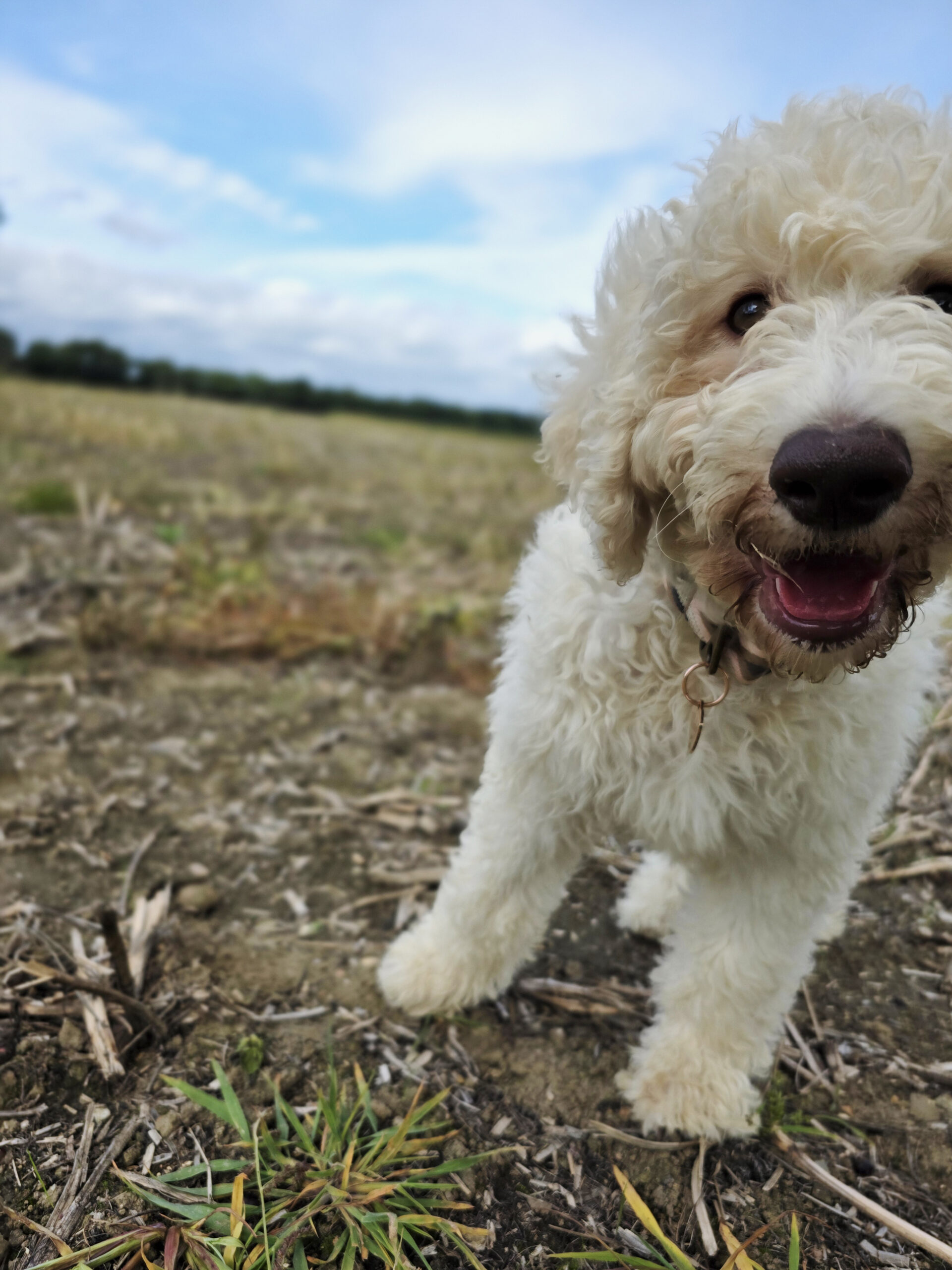 Auf Wiedersehen Nala!