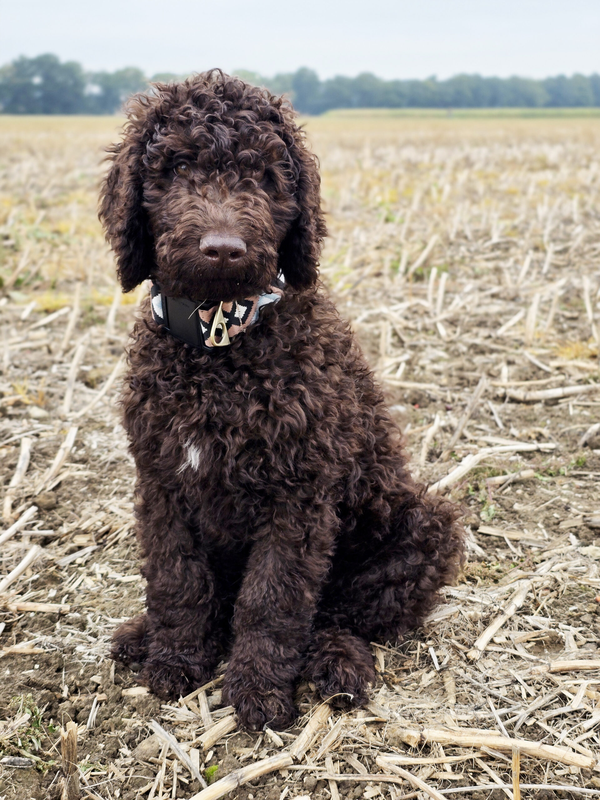 Au Revoir mon Coco (Nuri)…