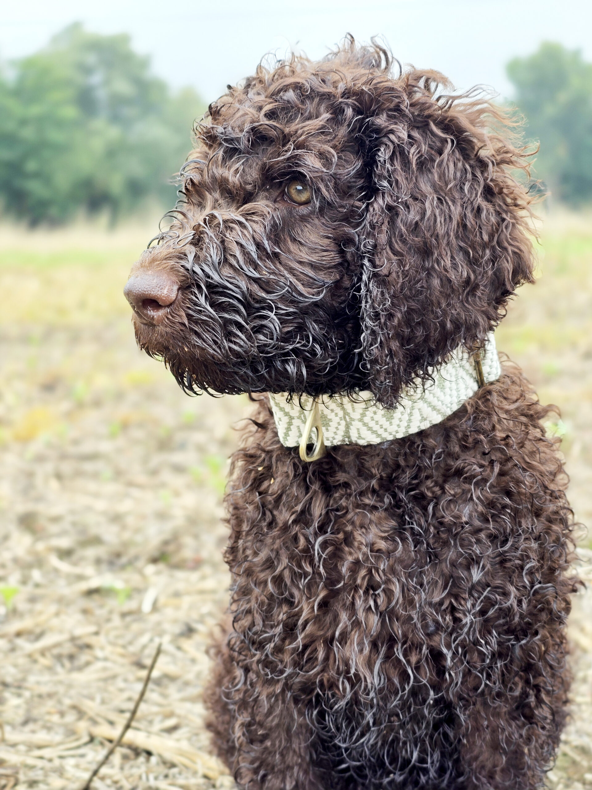 Tschüss Rudi (Tashi)!
